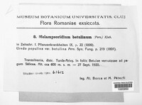 Melampsoridium betulinum image